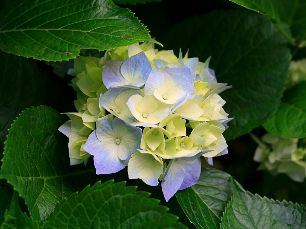 Images